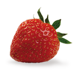 Tomabel fraise Elsanta